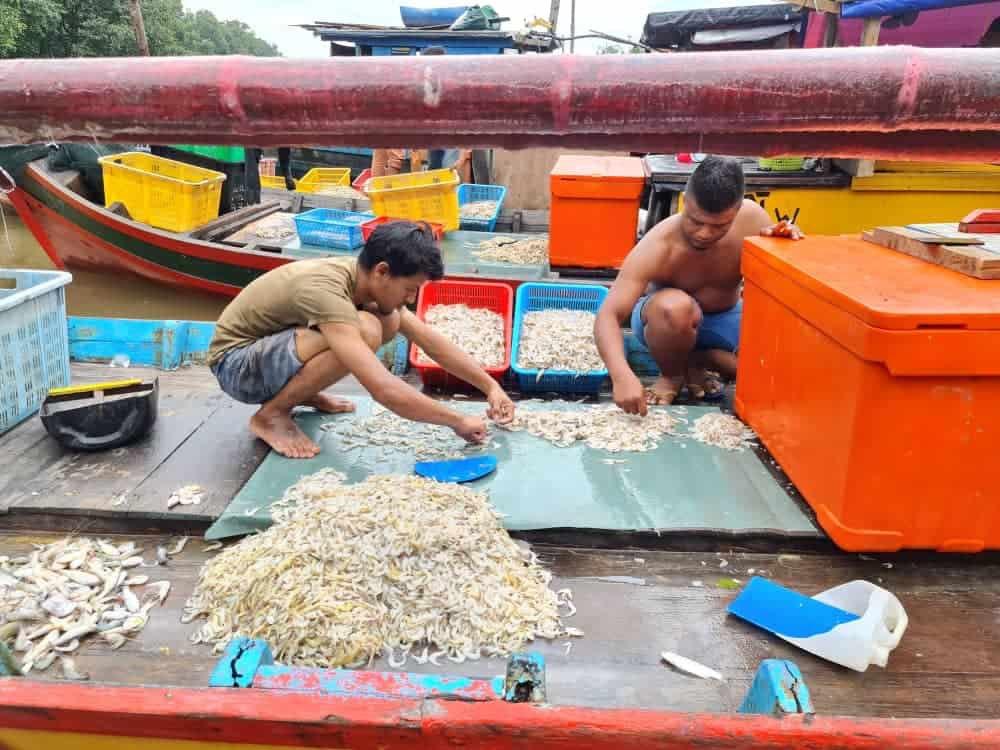 Fishermen sorting out the shrimps that they caught